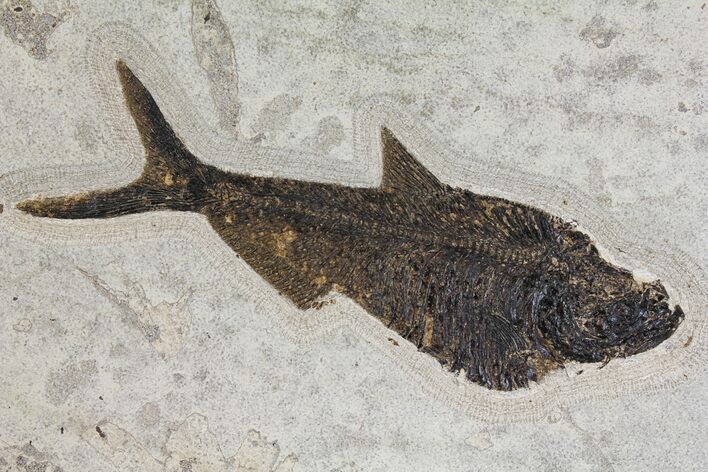 Fossil Fish (Diplomystus) - Green River Formation - Inch Layer #144213